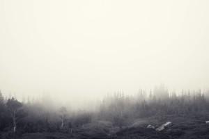 02-Foggy_Forest_by_Jake_Stewart