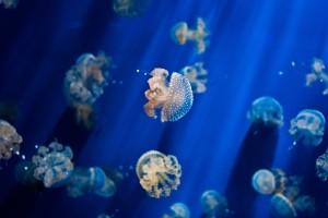 03-Jelly_Fish_by_RaDu_GaLaN
