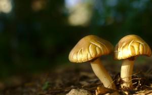 08-Backyard_Mushrooms_by_Kurt_Zitzelman
