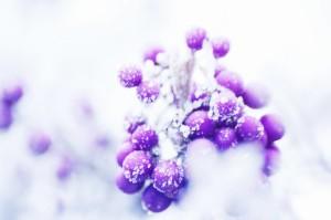 09-Berries_by_Tom_Kijas
