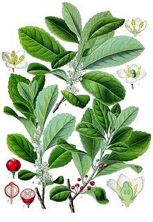 Como instalar o ambiente Mate 1.10 no Ubuntu 15.04 3 220px-Ilex_paraguariensis_-_Köhler–s_Medizinal-Pflanzen-074