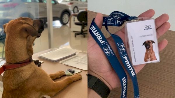 Showroom da Hyundai no Brasil adotou cachorro de rua e fez dele um vendedor