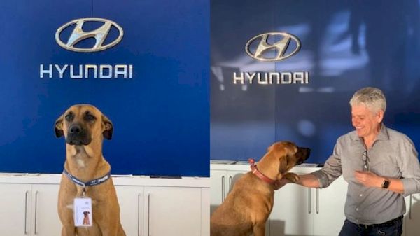 Showroom da Hyundai no Brasil adotou cachorro de rua e fez dele um vendedor