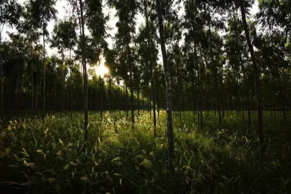 Alemanha proíbe Apple de chamar Apple Watch de carbono neutro
