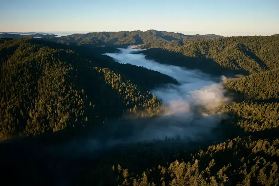 Iniciativa de Restauração das Florestas de Redwoods em California