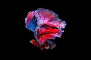 OLED nos Macs: o que esperar da nova geração da Apple