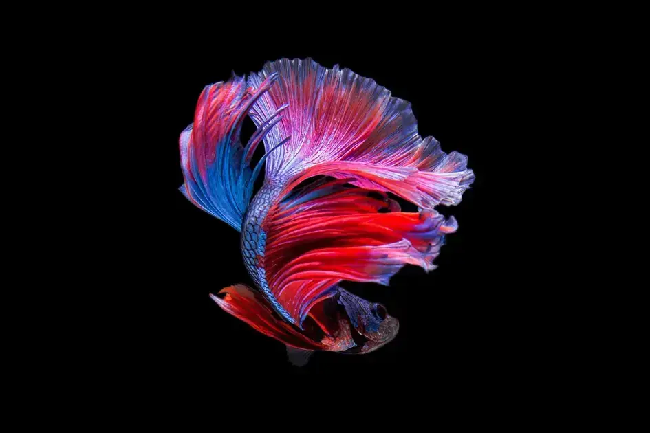 OLED nos Macs: o que esperar da nova geração da Apple
