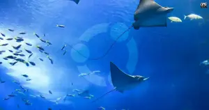 Ubuntu 26.10 'Stonking Stingray' entra em feature freeze e foca em polimento