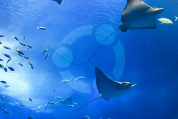 Ubuntu 26.10 'Stonking Stingray' entra em feature freeze e foca em polimento